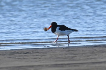 2023年11月8日(水) ふなばし三番瀬海浜公園の野鳥観察記録