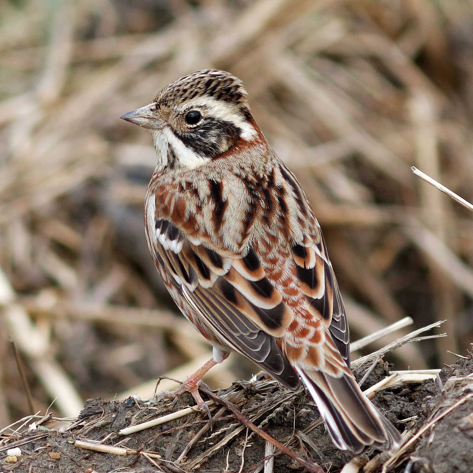 Photo of Rustic Bunting at 琵琶湖 by herald