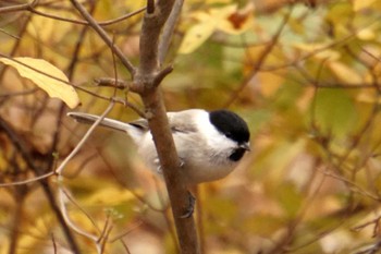 Marsh Tit 千歳市;北海道 Thu, 11/9/2023