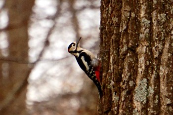 Great Spotted Woodpecker 千歳市;北海道 Thu, 11/9/2023