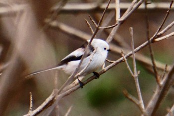 Long-tailed tit(japonicus) 千歳市;北海道 Thu, 11/9/2023