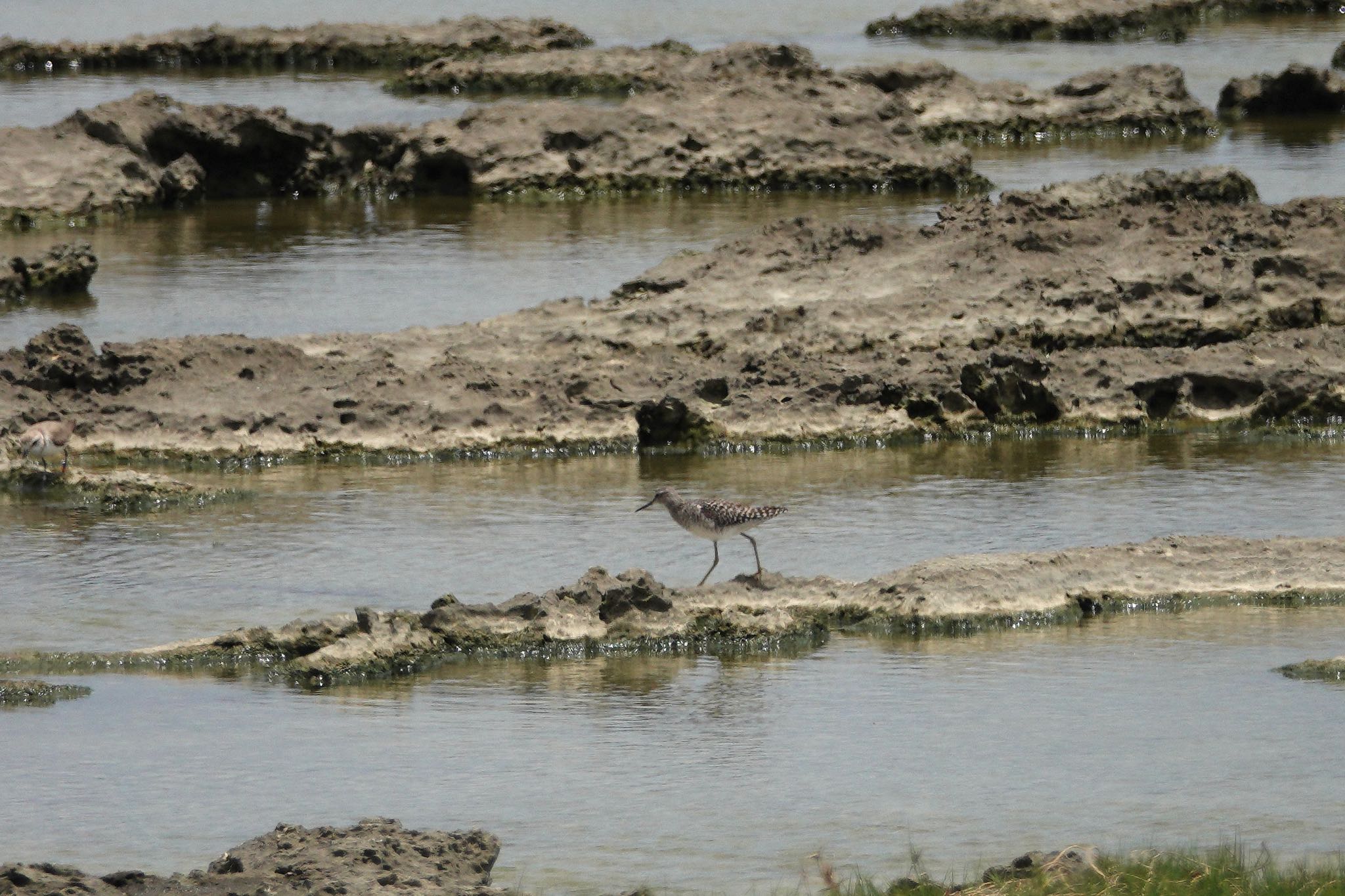 Wood Sandpiper