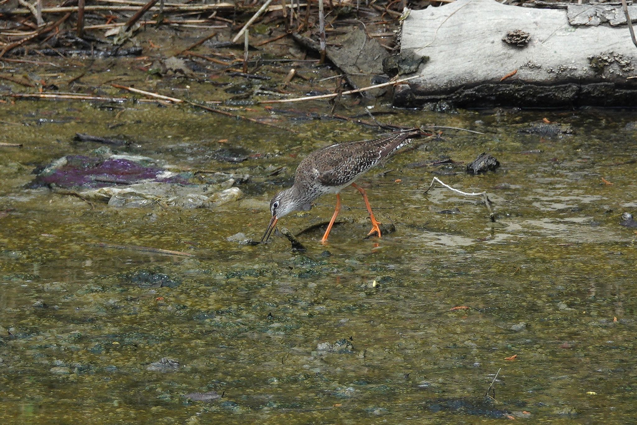 Common Redshank