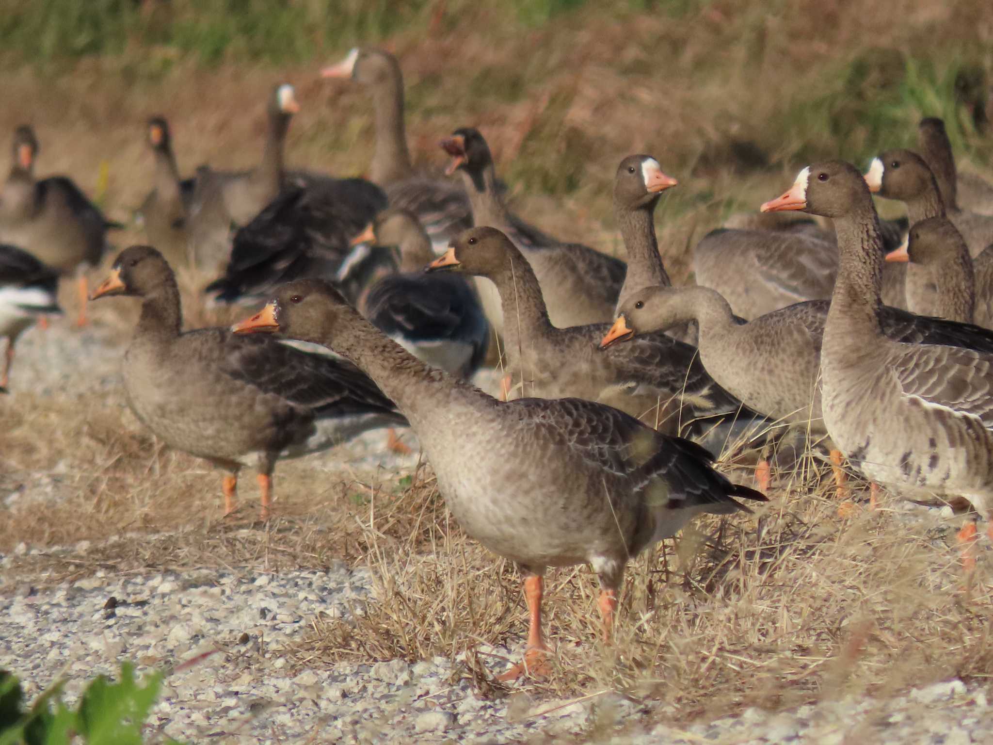 Greater White-fronted Goose