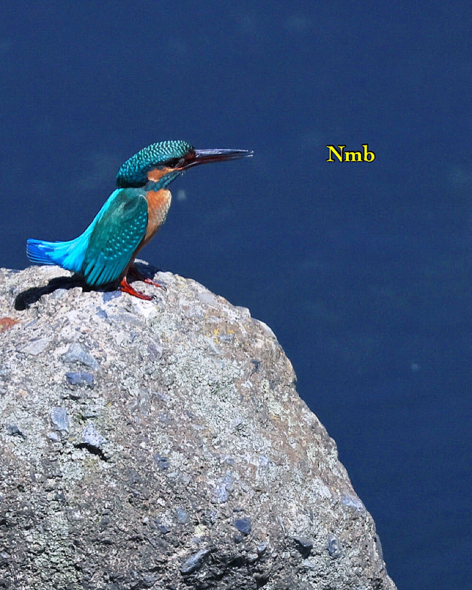 Photo of Common Kingfisher at  by soul.number.358