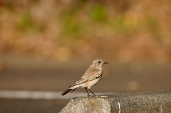 Desert Wheatear 東京都 Wed, 11/8/2023