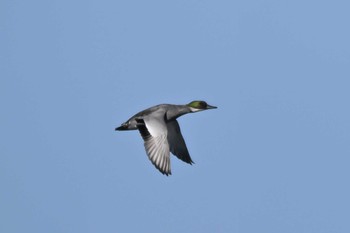 Falcated Duck 多々良沼公園 Wed, 11/8/2023