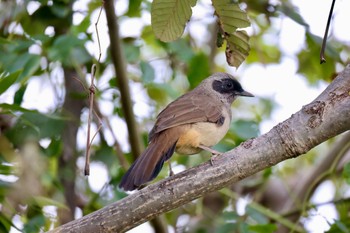 Masked Laughingthrush 多摩川 Thu, 11/9/2023