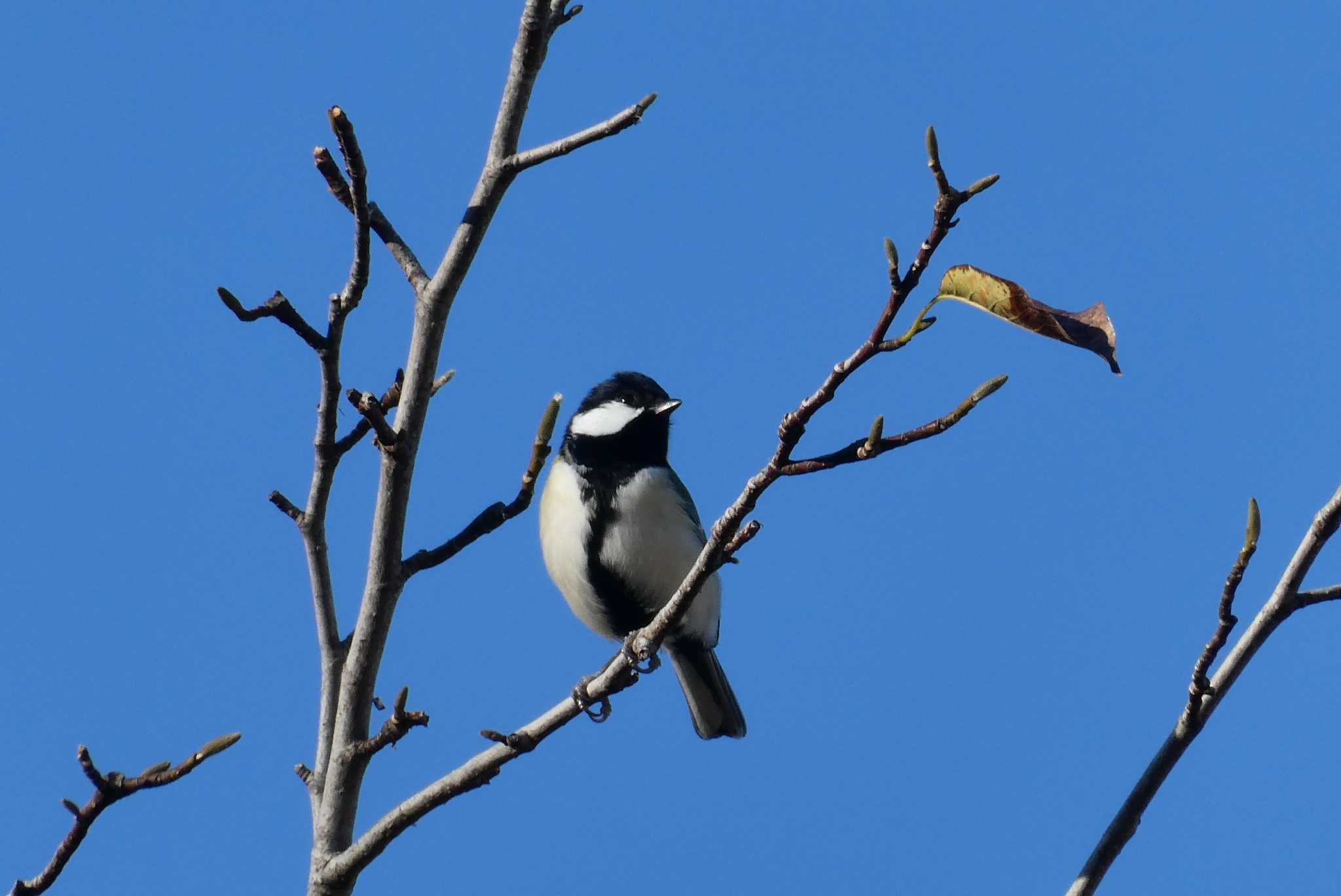 Photo of Japanese Tit at 東京都北区 by Kirin-Kita