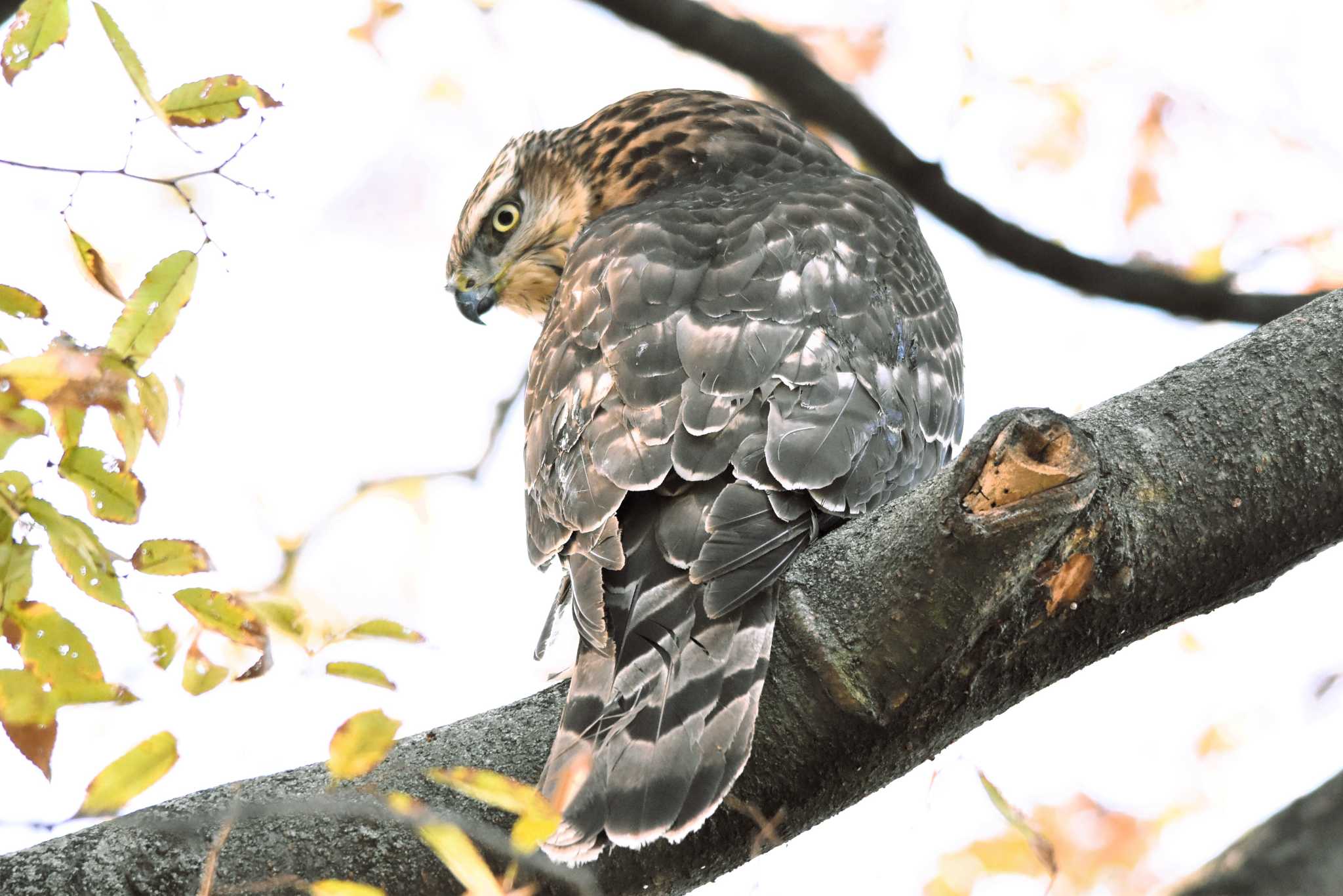 オオタカ若鳥 登場！