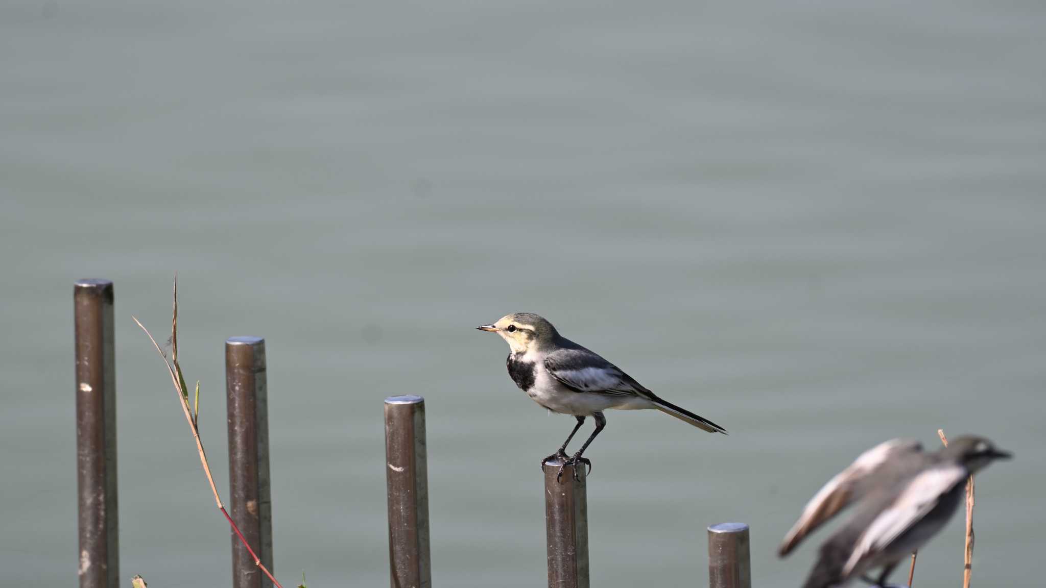 White Wagtail