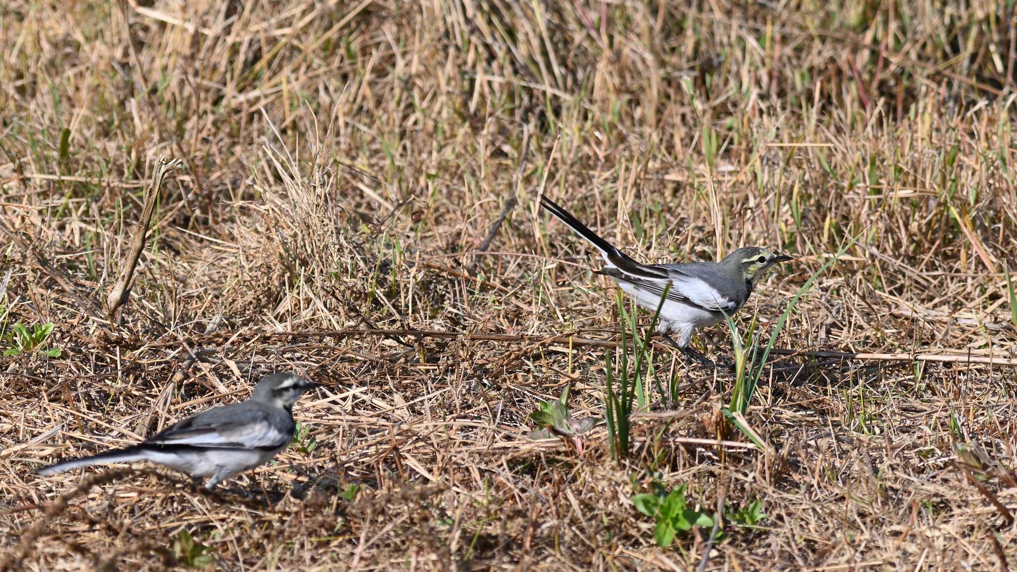 White Wagtail