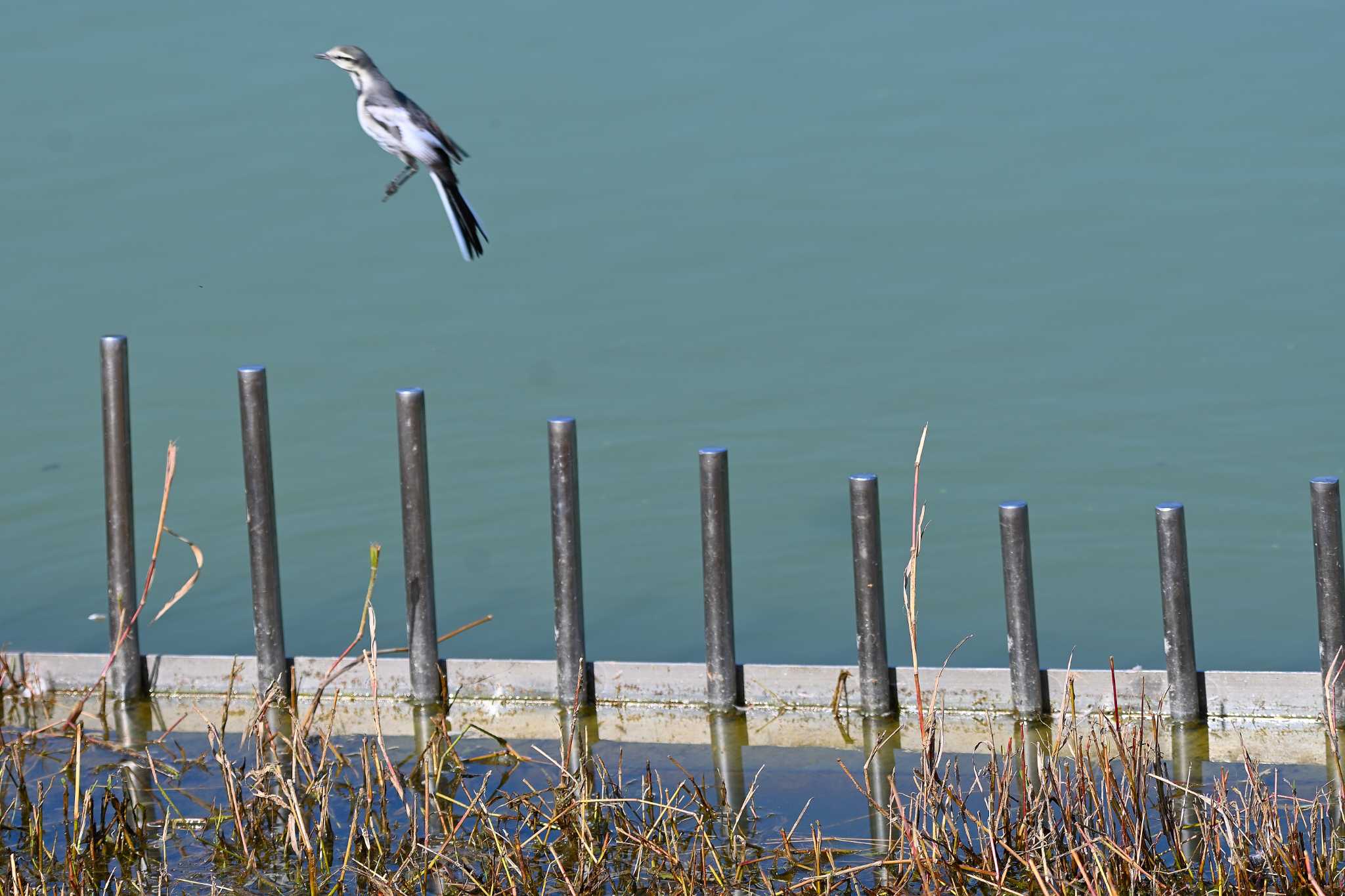 White Wagtail