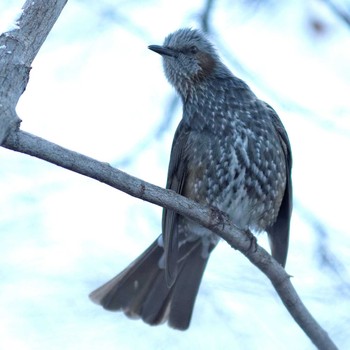 Brown-eared Bulbul 岐阜公園 Sat, 1/3/2015