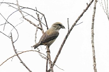 2023年10月14日(土) 愛知県緑化センター 昭和の森の野鳥観察記録