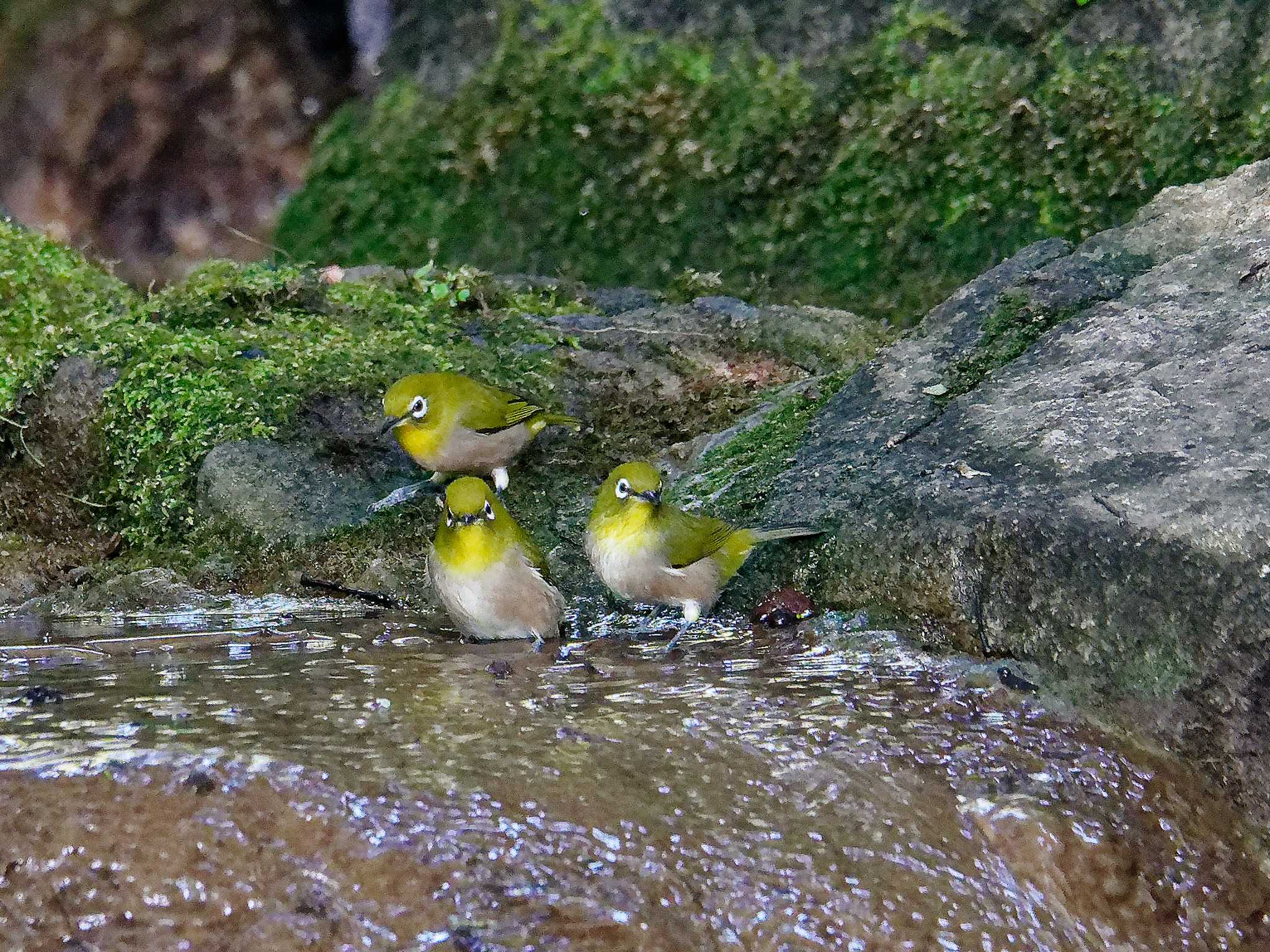 Photo of Warbling White-eye at 横浜市立金沢自然公園 by しおまつ