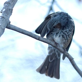 Brown-eared Bulbul 岐阜公園 Sat, 1/3/2015