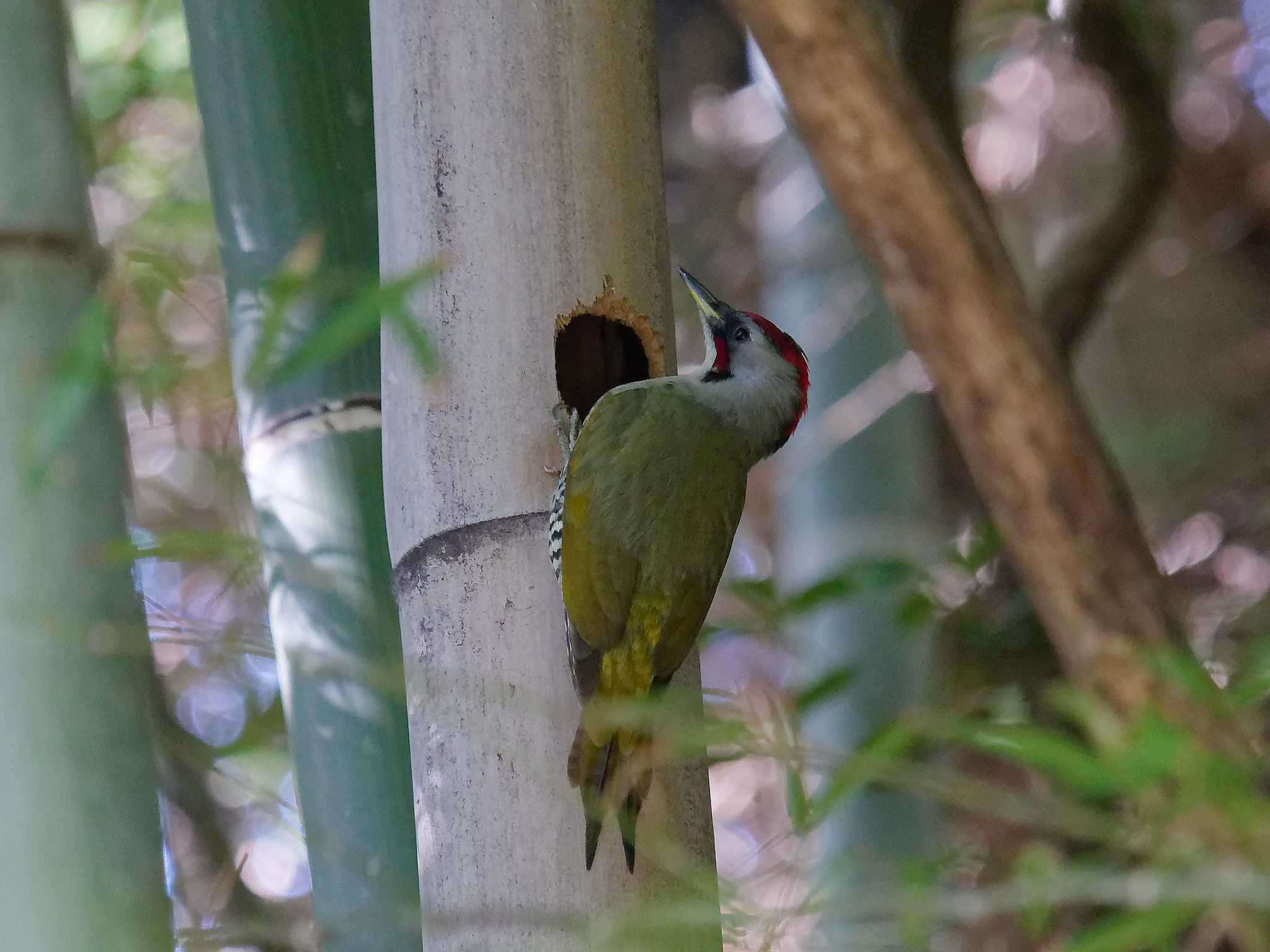 Japanese Green Woodpecker