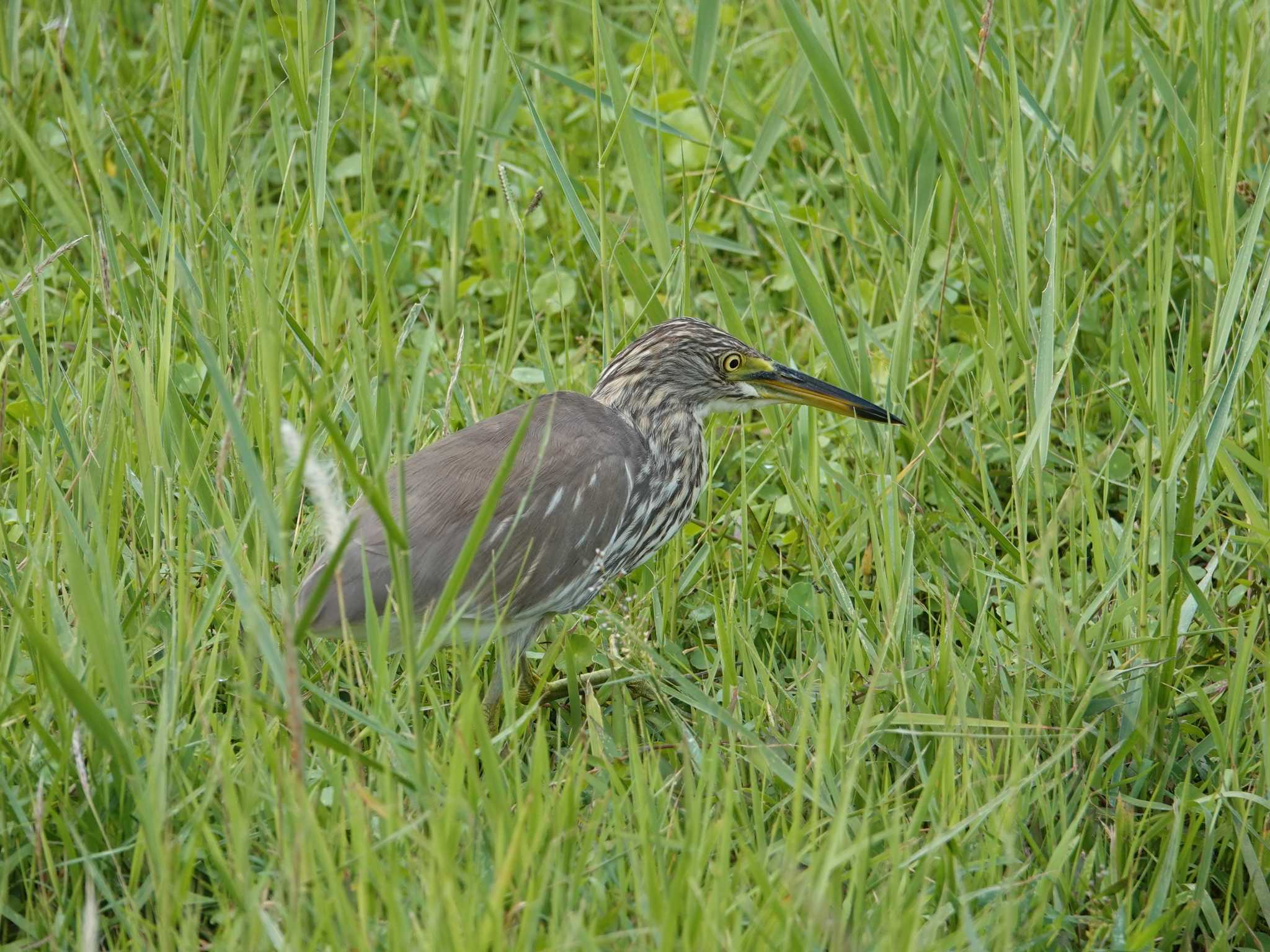 香港湿地公園 アカガシラサギの写真