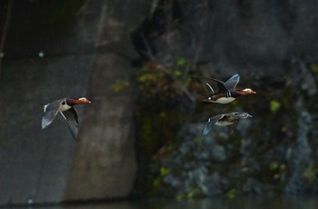 Mandarin Duck Unknown Spots Wed, 11/8/2023