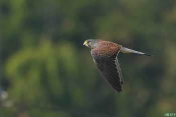 チョウゲンボウ 兵庫県神戸市西区 2023年11月4日(土)