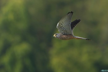 Common Kestrel 兵庫県神戸市西区 Sat, 11/4/2023