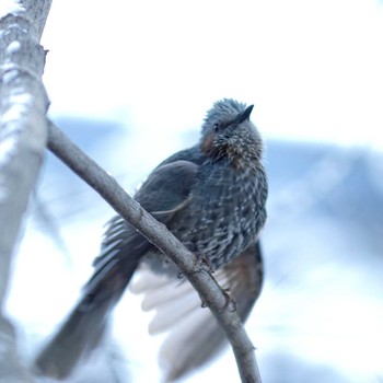 Brown-eared Bulbul 岐阜公園 Sat, 1/3/2015