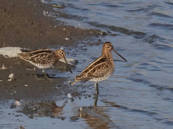 Common Snipe Isanuma Thu, 11/9/2023