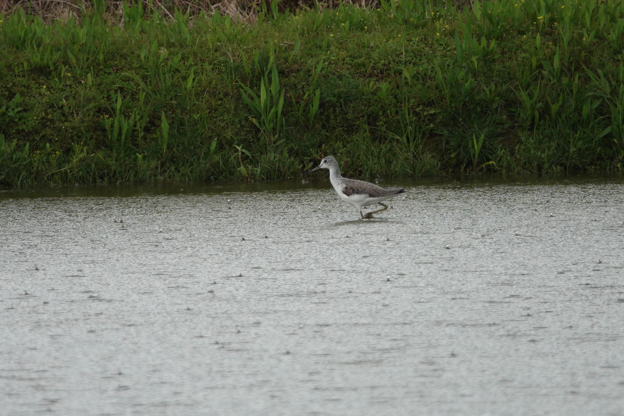 Grey-tailed Tattler