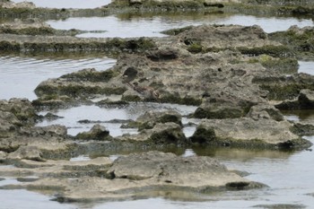 Sharp-tailed Sandpiper 沖縄県 Thu, 5/11/2023