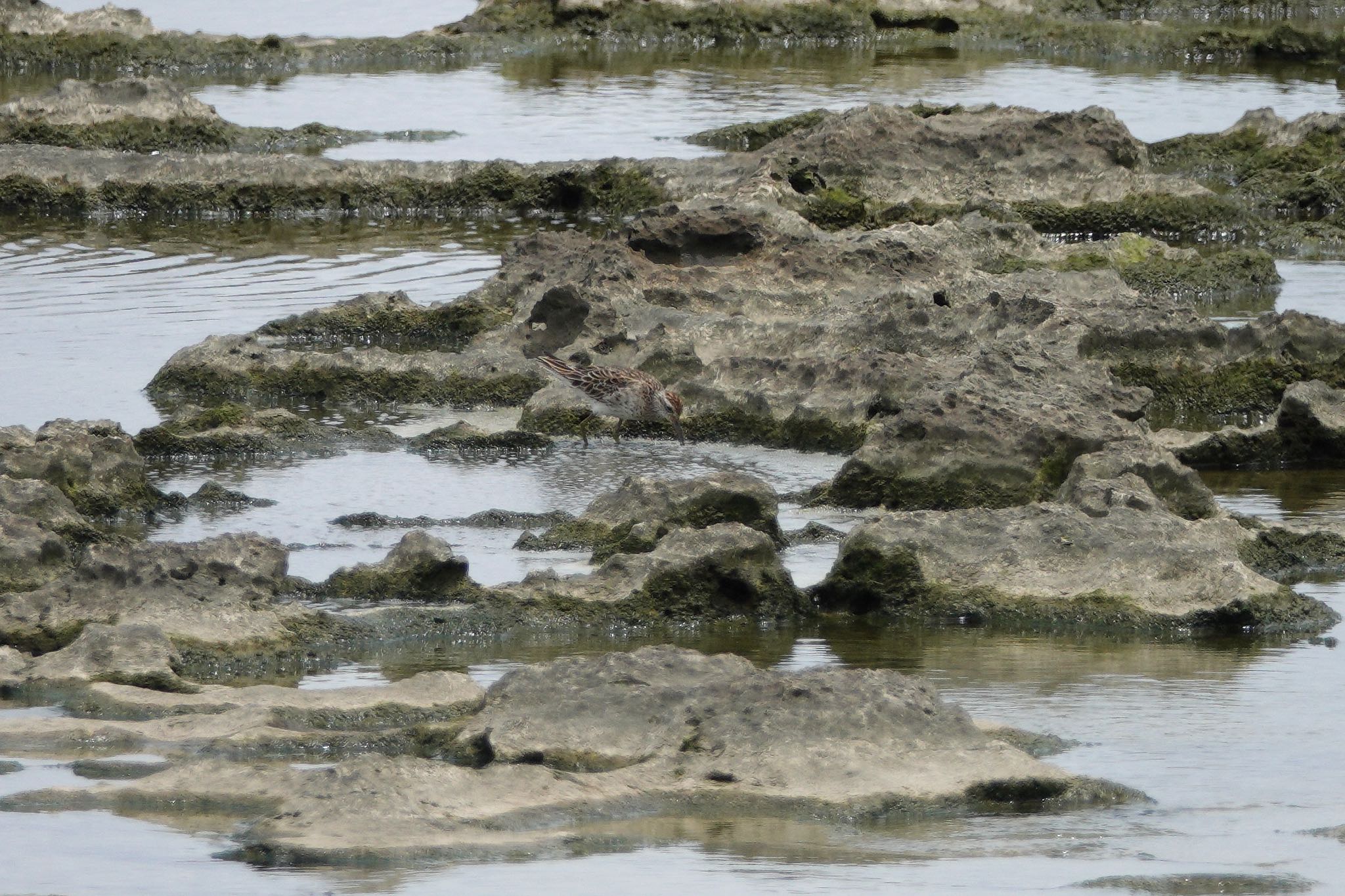 Sharp-tailed Sandpiper