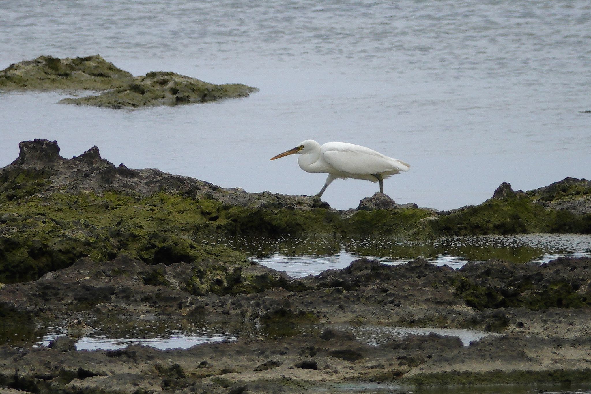 Pacific Reef Heron