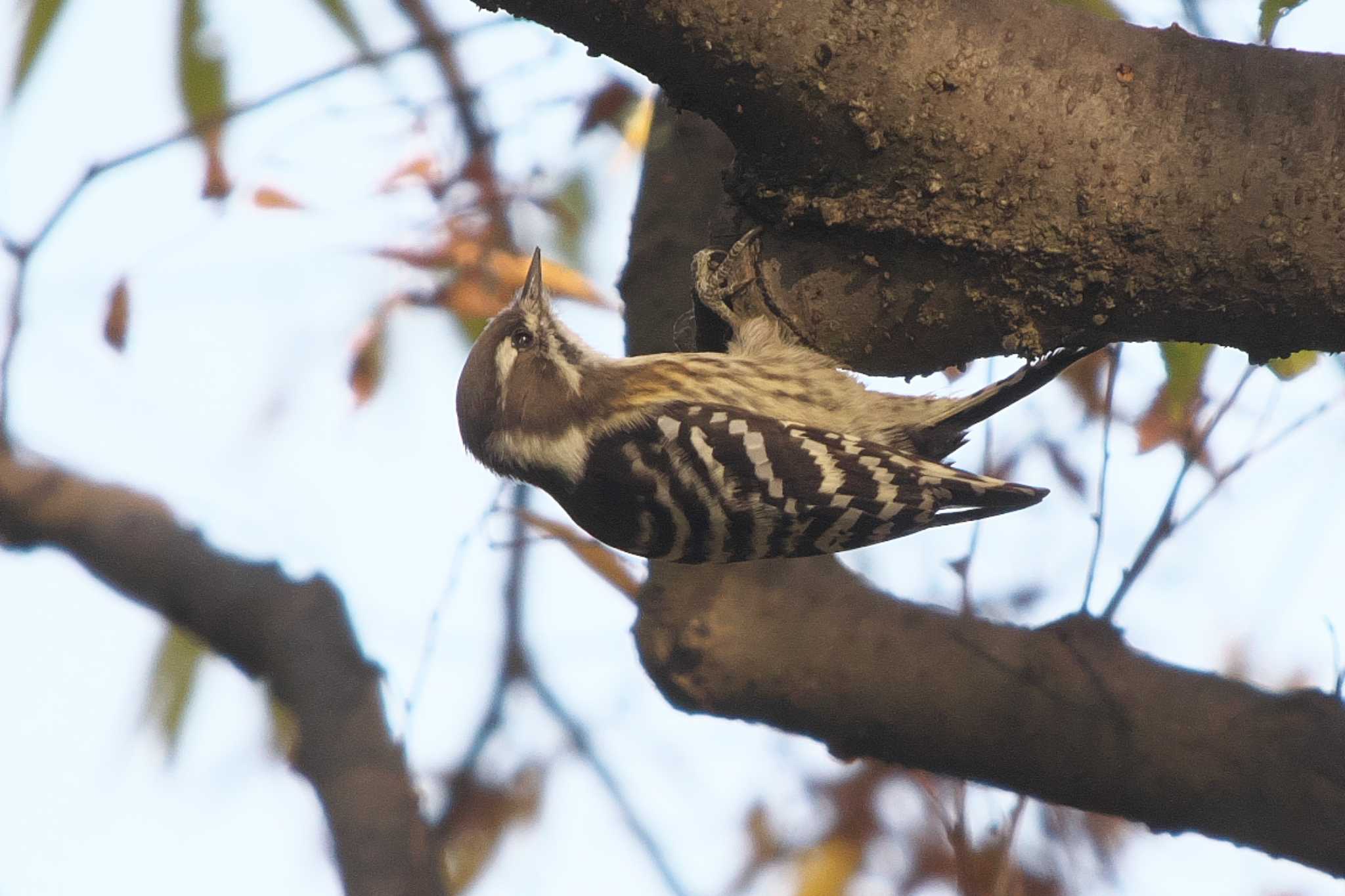 Photo of Japanese Pygmy Woodpecker at Showa Kinen Park by Y. Watanabe