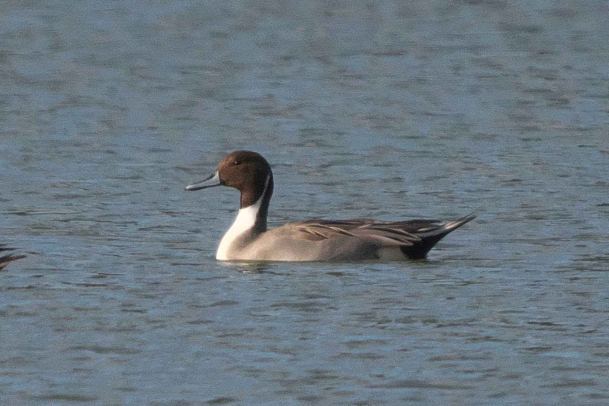 Northern Pintail