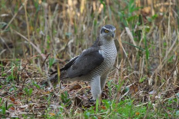 2023年11月9日(木) 昭和記念公園の野鳥観察記録