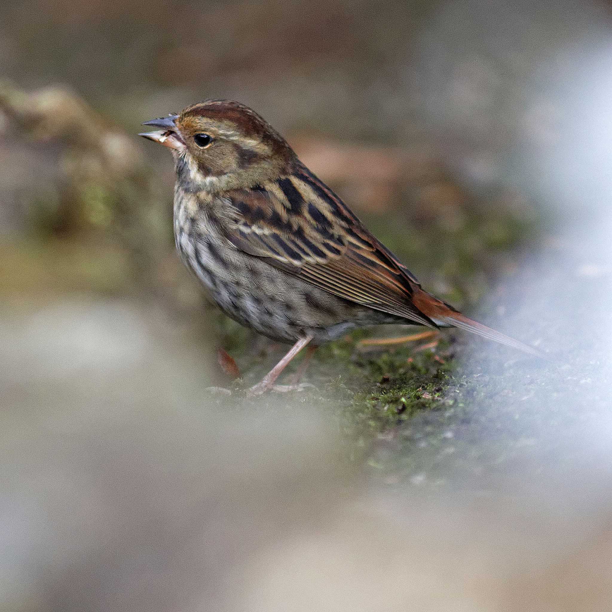 Photo of Grey Bunting at 岐阜公園 by herald