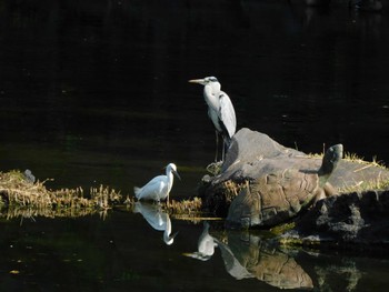 2023年11月9日(木) 日比谷公園の野鳥観察記録