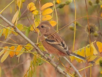 2023年11月9日(木) 滋賀県米原市の野鳥観察記録