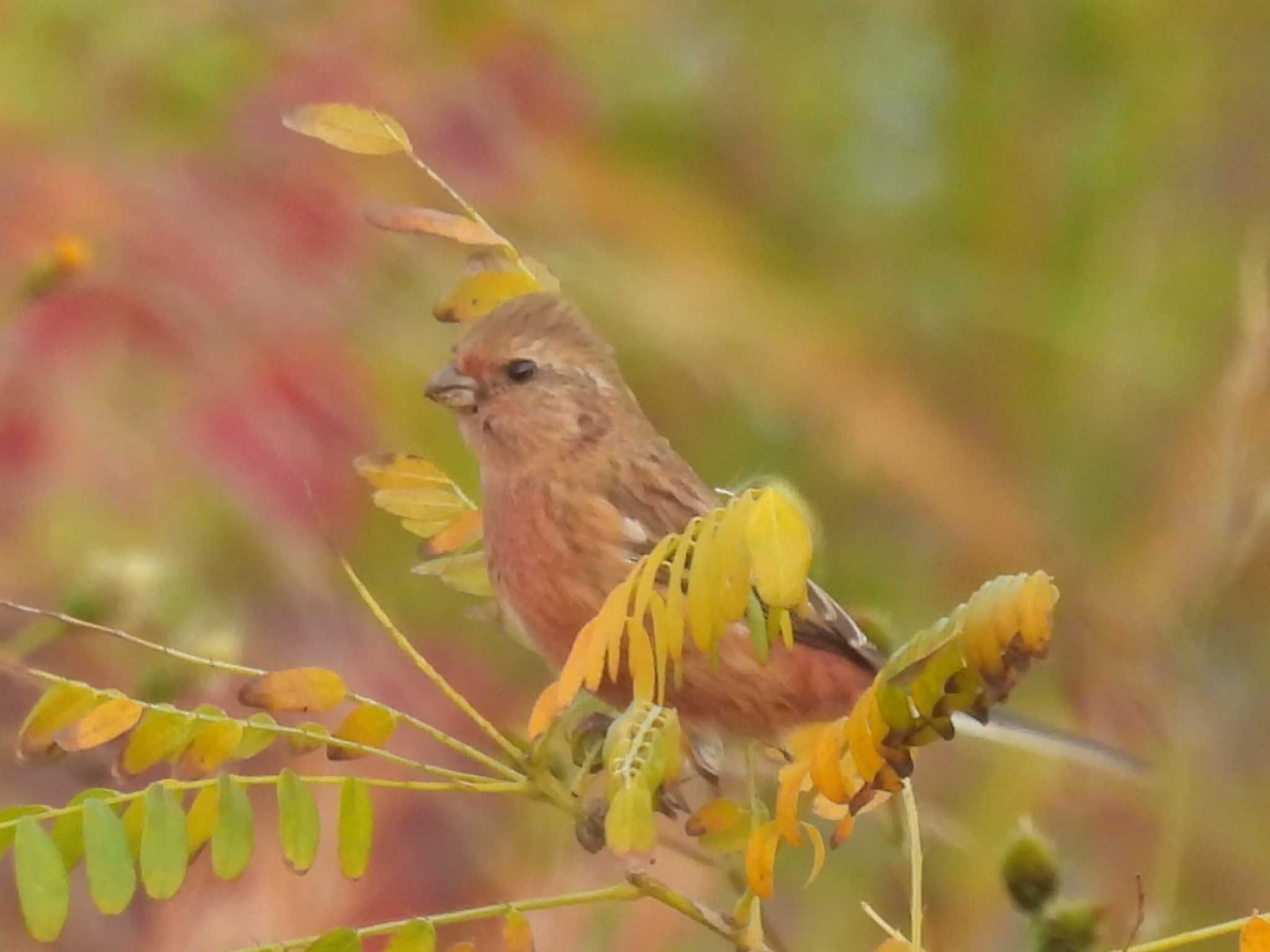 滋賀県米原市 ベニマシコの写真 by ゆりかもめ