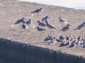 オバシギ ふなばし三番瀬海浜公園 2023年11月4日(土)