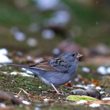 Grey Bunting 岐阜公園 Sat, 1/3/2015