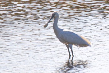 Eurasian Spoonbill 大阪府 Wed, 11/8/2023