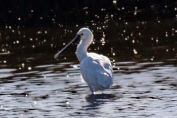 Eurasian Spoonbill 大阪府 Wed, 11/8/2023