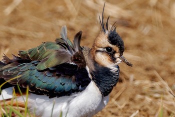 Sat, 11/4/2023 Birding report at 平塚田んぼ