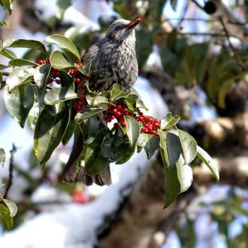 Brown-eared Bulbul 岐阜公園 Sat, 1/3/2015