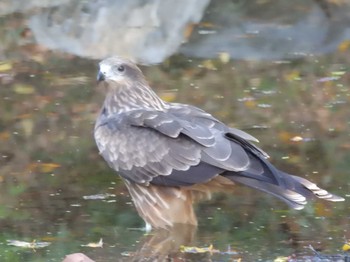 2023年11月8日(水) 京都御苑の野鳥観察記録