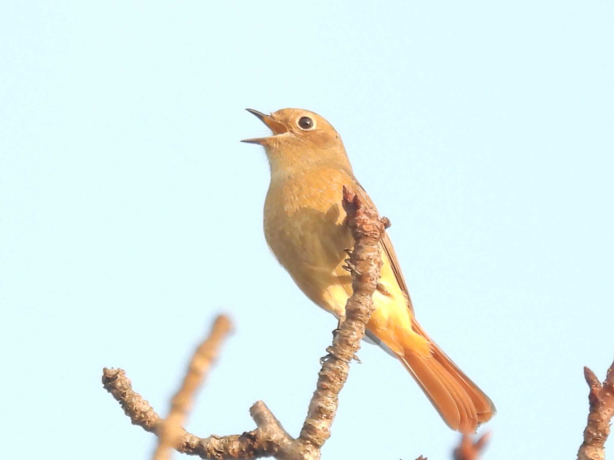 滋賀県米原市 ジョウビタキの写真 by ゆりかもめ