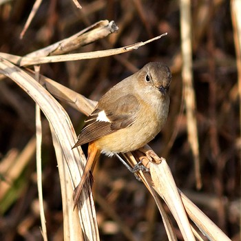 Sun, 1/4/2015 Birding report at 大垣市墨俣町