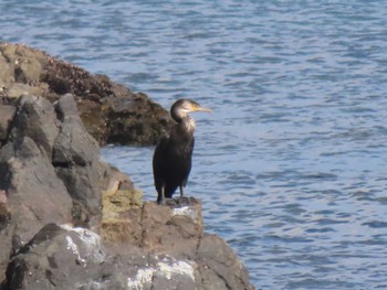 ウミウ 志津川湾 2023年11月2日(木)