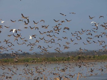 2023年11月2日(木) 伊豆沼の野鳥観察記録